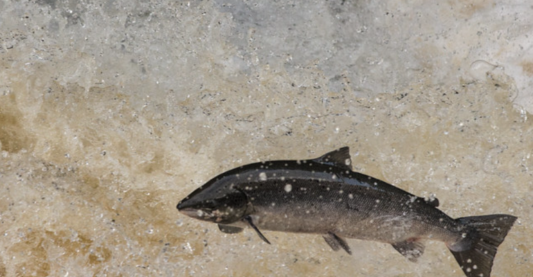 Salmon Returns Form Online